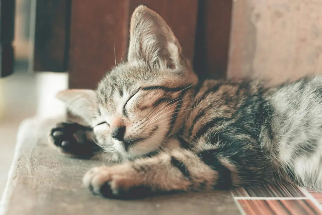 Gatos: curiosidades, fofura e dicas para os gateiros de Pirenópolis 