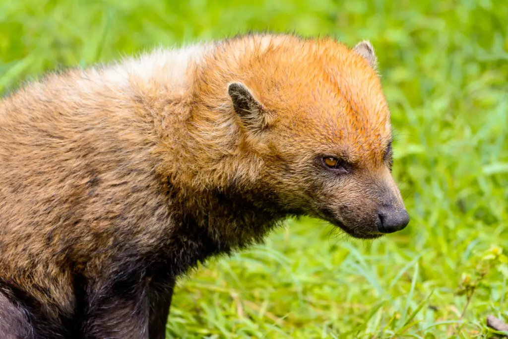 Serra dos Pireneus: tecnologia, pesquisa e educação unidos pela conservação da fauna
