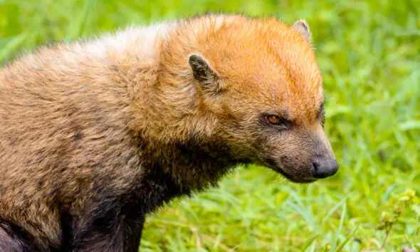 Serra dos Pireneus: tecnologia, pesquisa e educação unidos pela conservação da fauna Serra dos Pireneus: tecnologia, pesquisa e educação unidos pela conservação da fauna