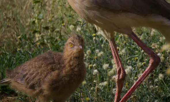 Laço de Amor no Cerrado: Mãe Seriema e Seu Filhote