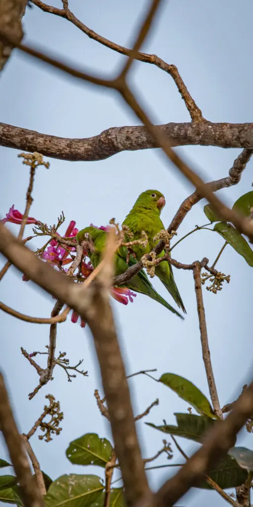 Casal de periquitos celebra o Cerrado em flor