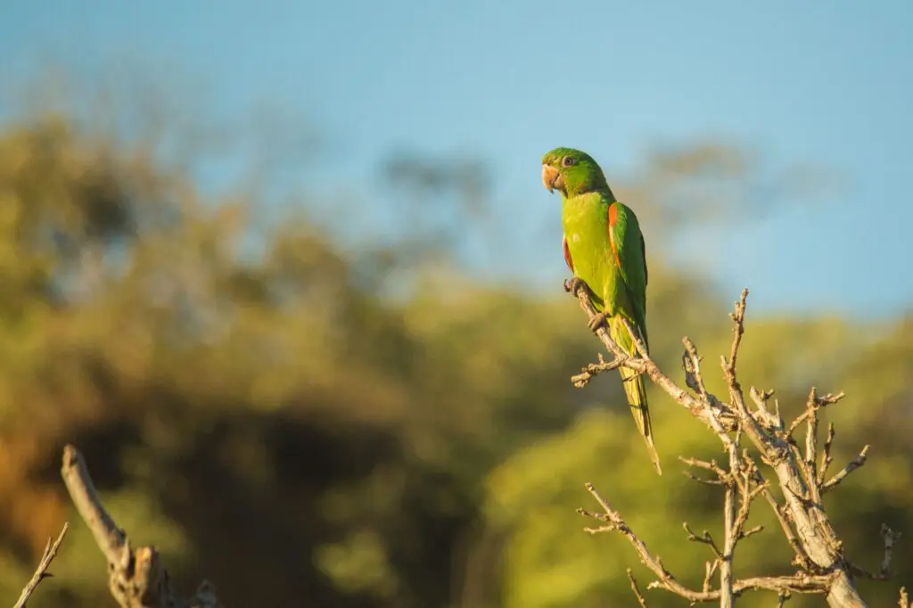 Periquitão encanta em registro da fauna de Pirenópolis