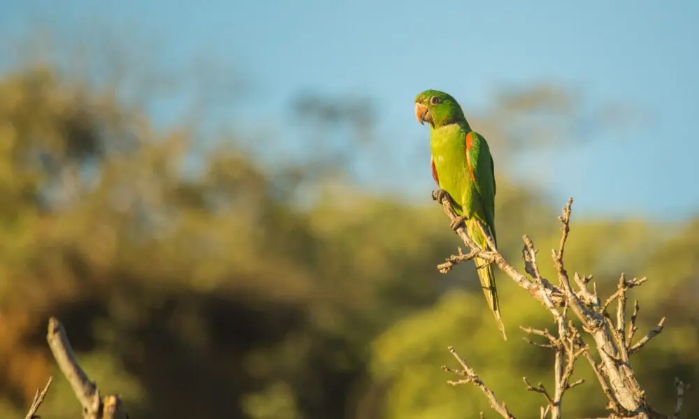 Periquitão encanta em registro da fauna de Pirenópolis