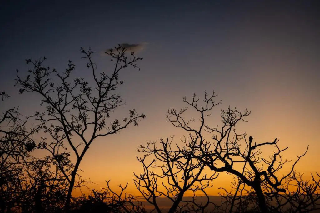 Pôr do sol no Cerrado revela silhuetas e tons dourados em Pirenópolis
