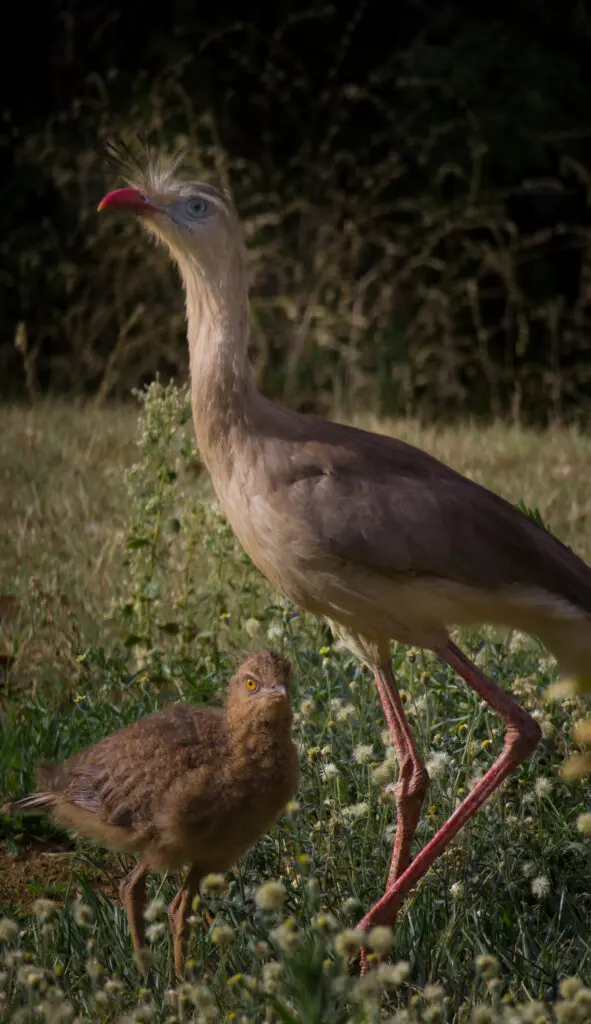 Laço de Amor no Cerrado: Mãe Seriema e Seu Filhote