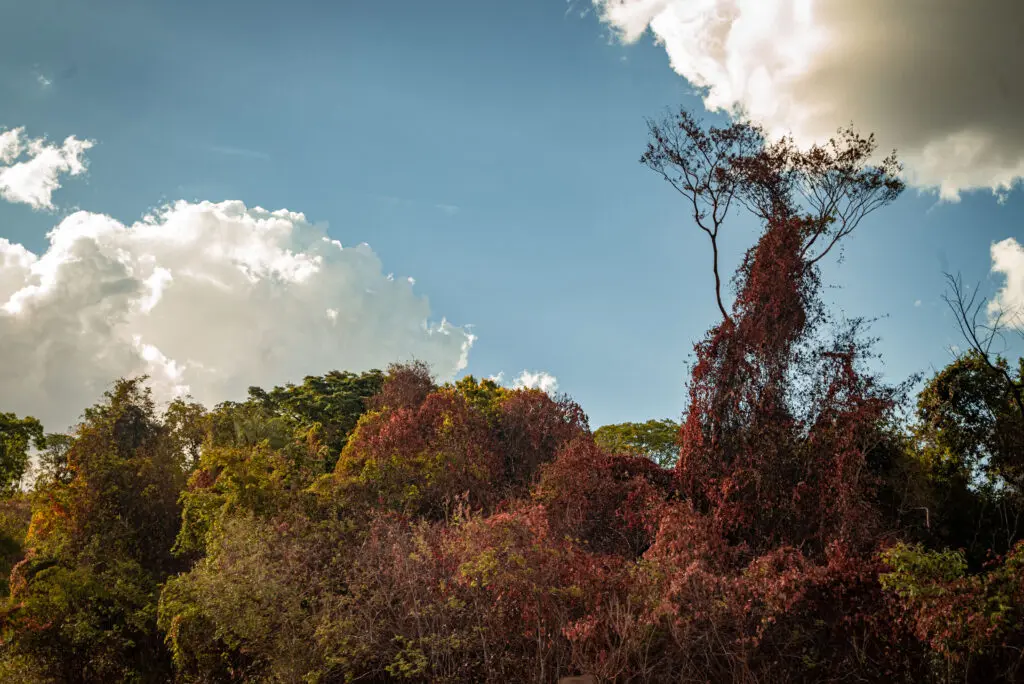 Tarde Ensolarada no Cerrado: Floresta Banhada de Luz