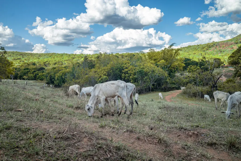 Vida no Cerrado: Harmonia entre Animais e Natureza