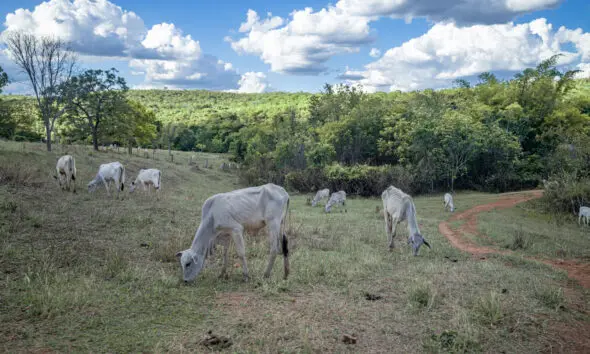 Vida no Cerrado: Harmonia entre Animais e Natureza