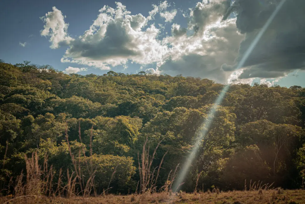 Tarde Ensolarada no Cerrado: Floresta Banhada de Luz