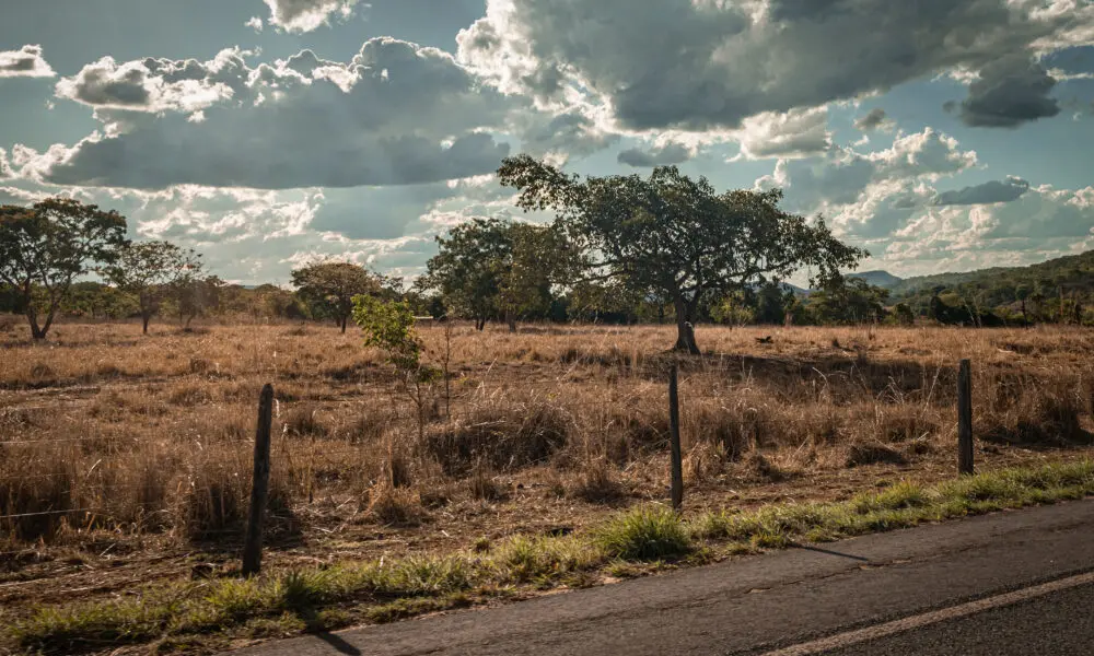 Tarde Ensolarada no Cerrado: Floresta Banhada de Luz