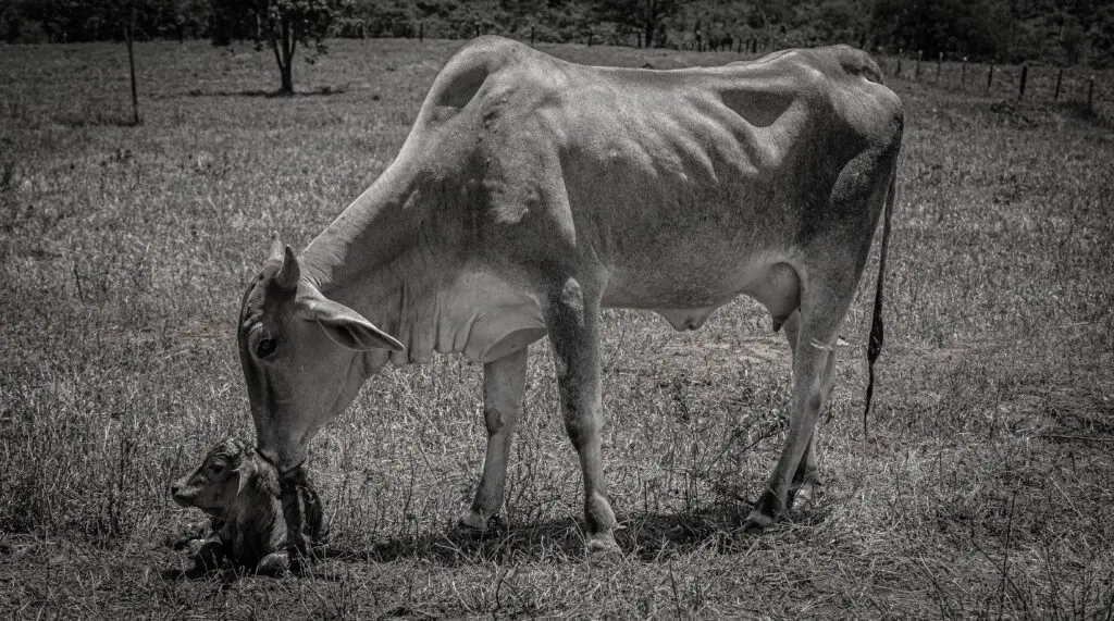 Bezerro Recém-Nascido: O Milagre da Vida no Cerrado