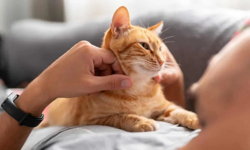 A origem dos gatos e a importância da castração hoje