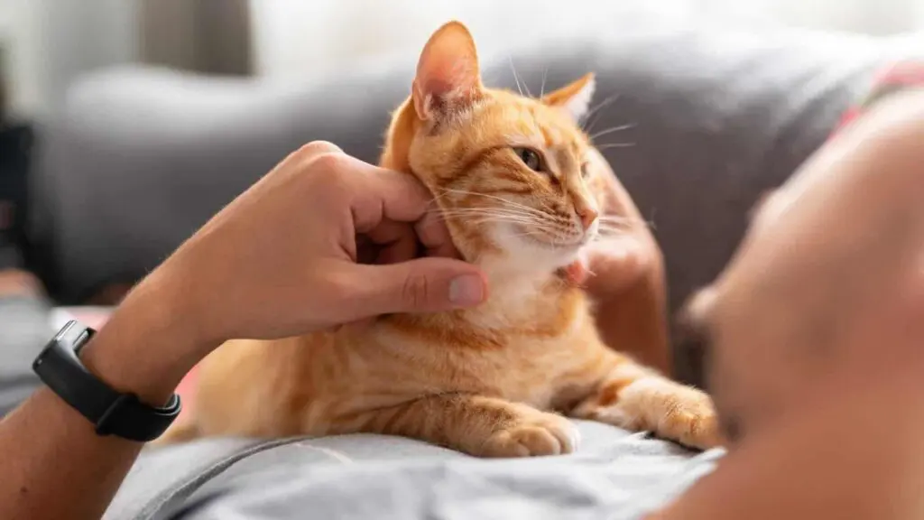 Convivência com gatos transforma cérebro e reduz o estresse
