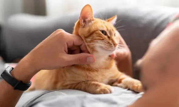 A origem dos gatos e a importância da castração hoje