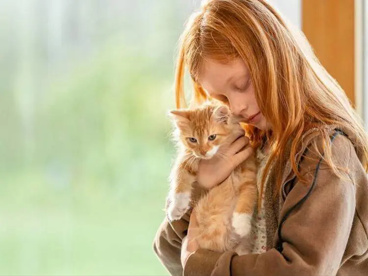 Convivência com gatos transforma cérebro e reduz o estresse