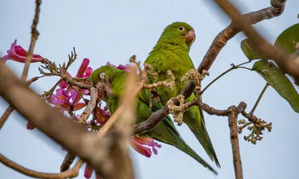 Casal de periquitos celebra o Cerrado em flor