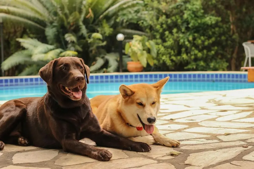 05 pousadas pet friendly para curtir Pirenópolis com seu pet