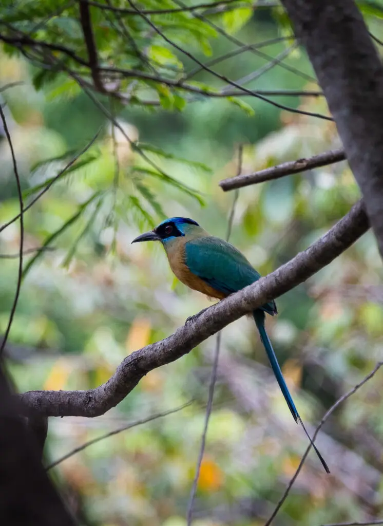 Avistamento de udu-de-coroa-azul, ave ameaçada, em Piri