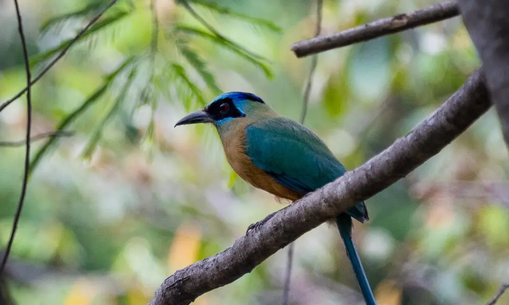 Avistamento de udu-de-coroa-azul, ave ameaçada, em Piri