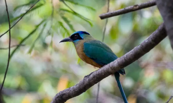 Avistamento de udu-de-coroa-azul, ave ameaçada, em Piri