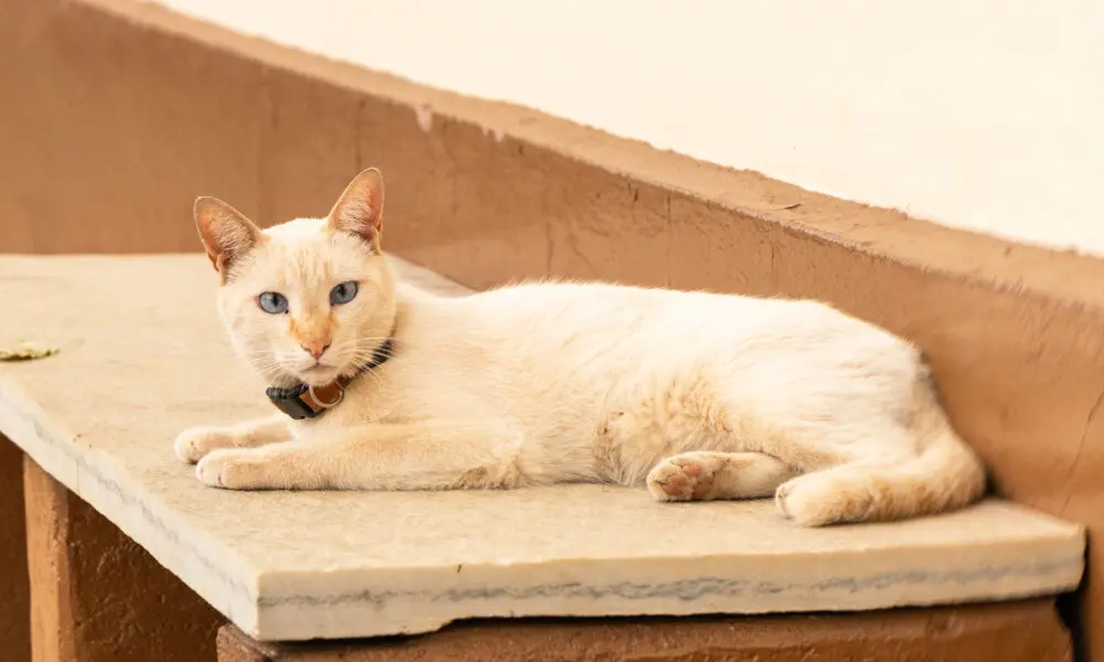 Gato observa o movimento no Centro Histórico