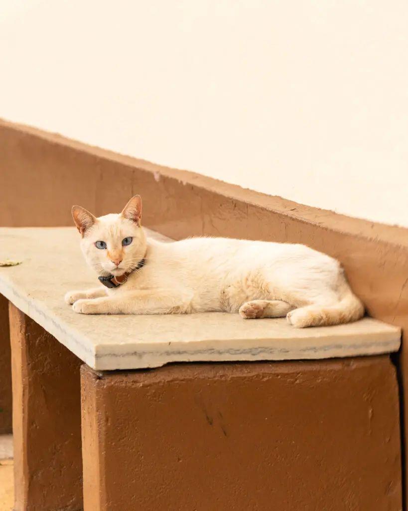 Gato observa o movimento no Centro Histórico