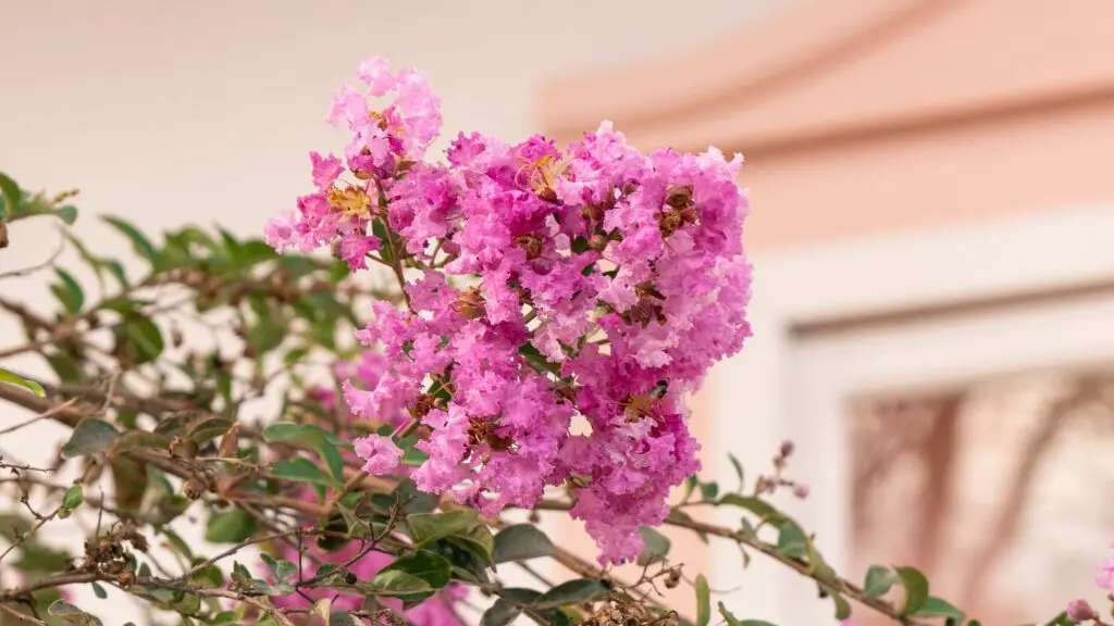 Resedás em flor colorem Pirenópolis e encantam moradores e visitantes