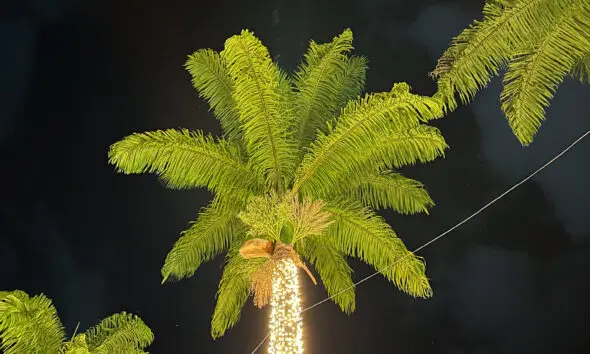 Iluminação natalina na palmeira da Praça Chico de Sá