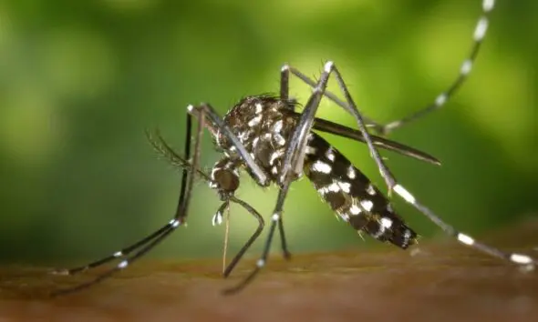 Brasil aprova vacina 100% nacional contra a dengue