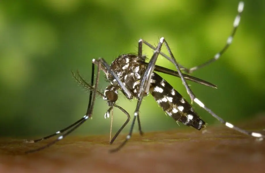 Brasil aprova vacina 100% nacional contra a dengue