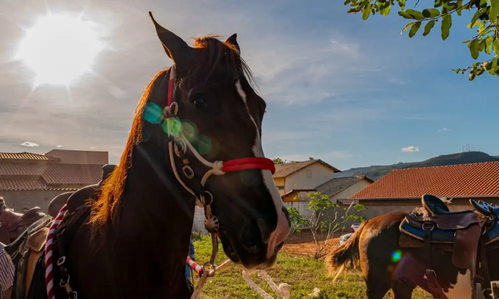 Cavalos em Pirenópolis: tradição e história em cada passo