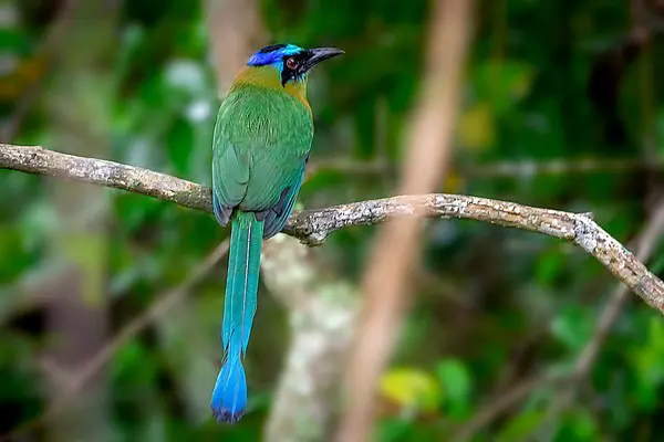 Avistamento de udu-de-coroa-azul, ave ameaçada, em Piri