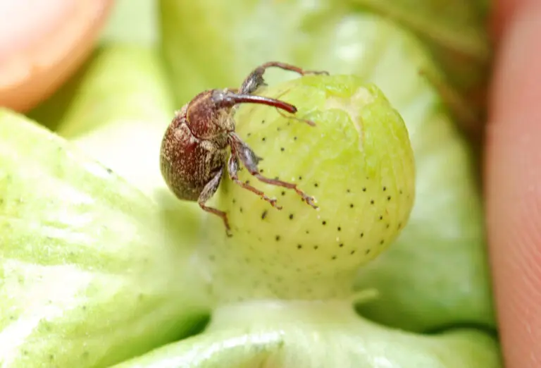 Nova regra da Agrodefesa vale para Pirenópolis