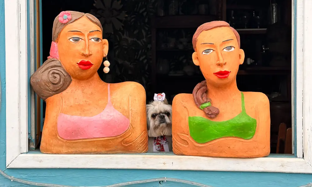 As namoradeiras e o doguinho