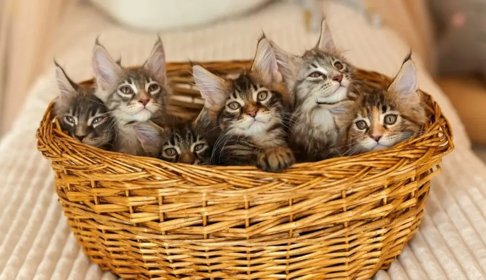 O futuro de um gato se decide nos primeiros três meses