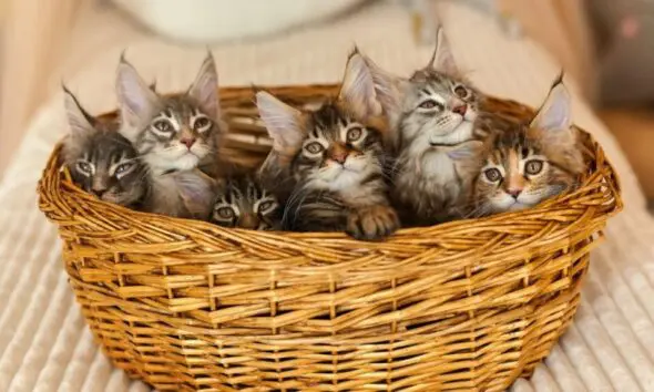 Web Storys O futuro de um gato se decide nos primeiros três meses