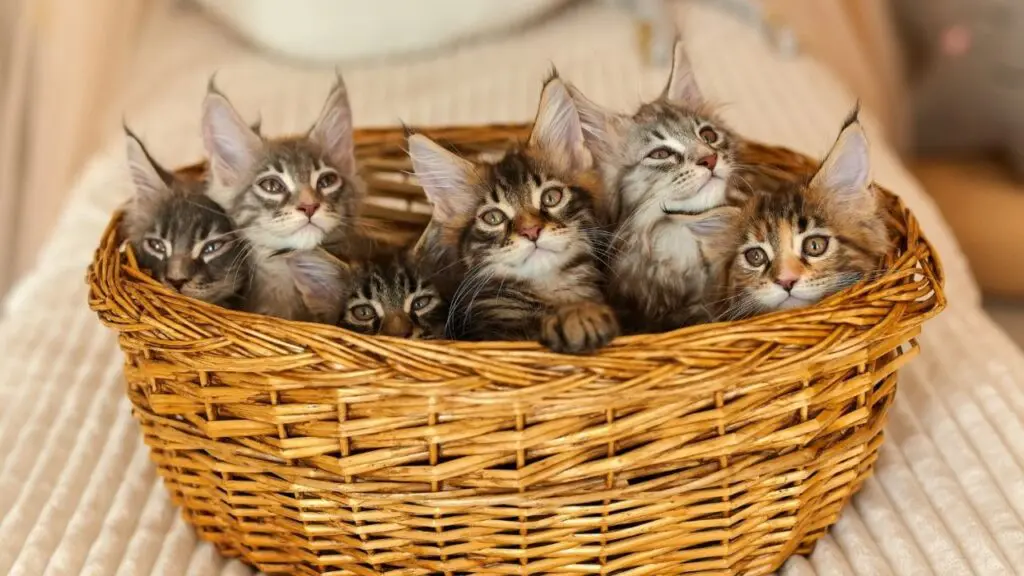 O futuro de um gato se decide nos primeiros três meses