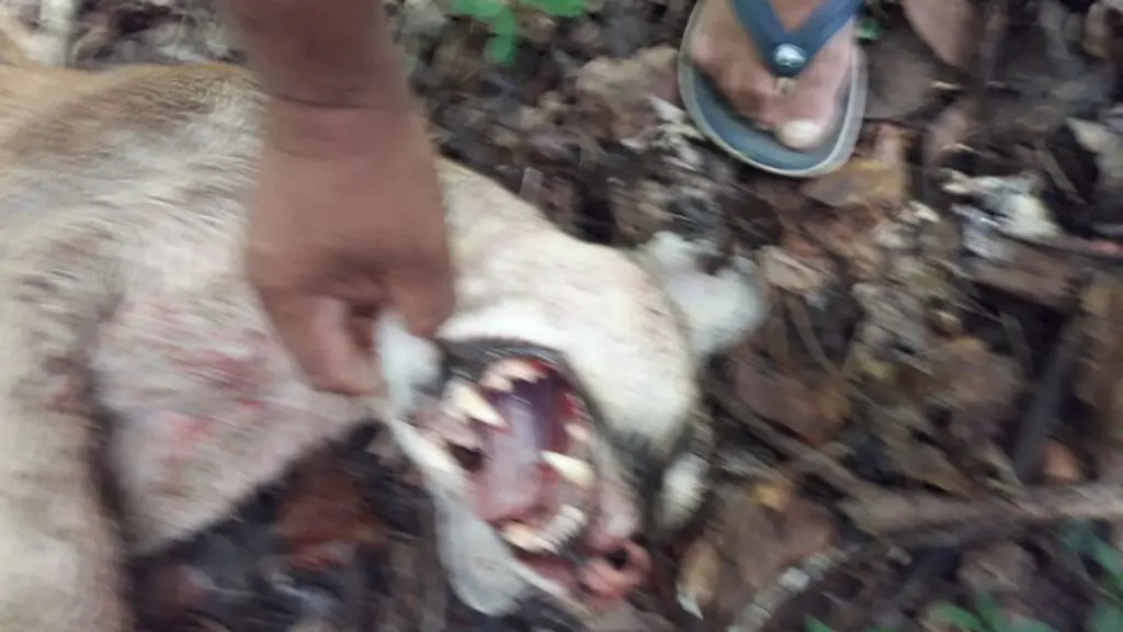 PM Ambiental prende suspeito por matar on&ccedil;a parda em Piren&oacute;polis
