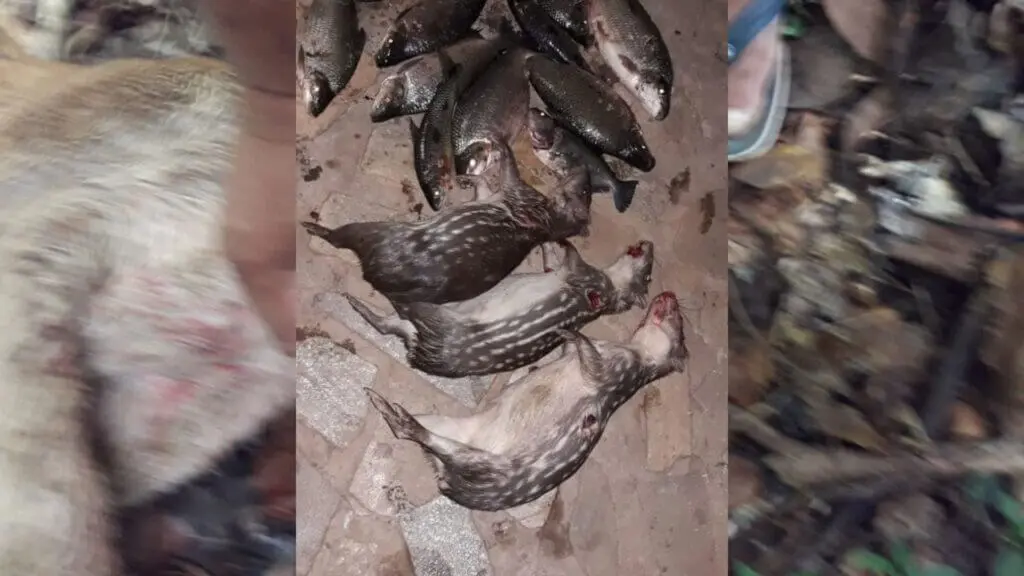 PM Ambiental prende suspeito por matar on&ccedil;a parda em Piren&oacute;polis