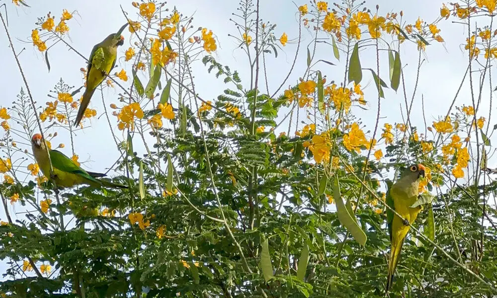 Papagaios se camuflam em árvore florida no céu de Pirenópolis