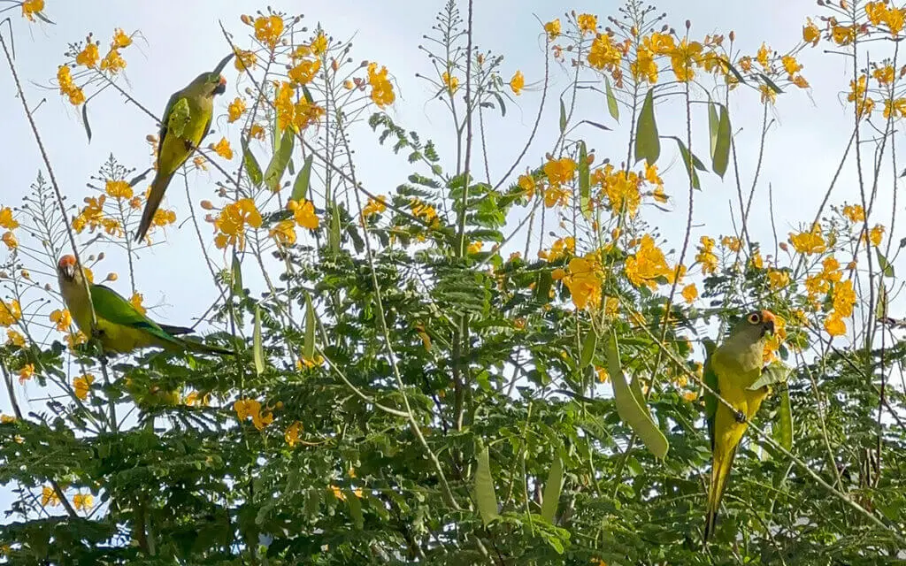 Papagaios se camuflam em árvore florida no céu de Pirenópolis