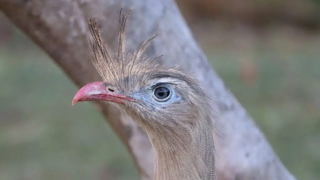Seriema destaca a fauna do Cerrado em Pirenópolis