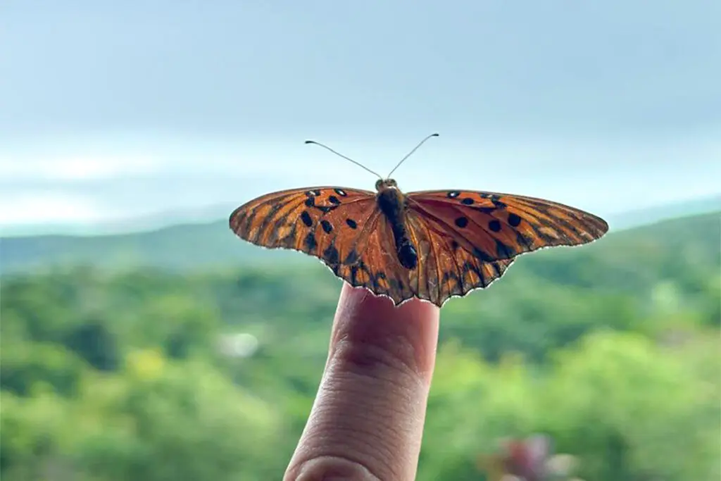 Borboleta pousa sobre dedo e revela delicadeza da natureza em Piri