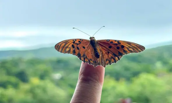 Borboleta pousa sobre dedo e revela delicadeza da natureza em Piri