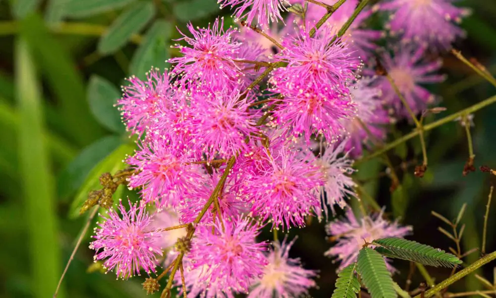 Flor rosa do Cerrado chama atenção em áreas naturais de Pirenópolis