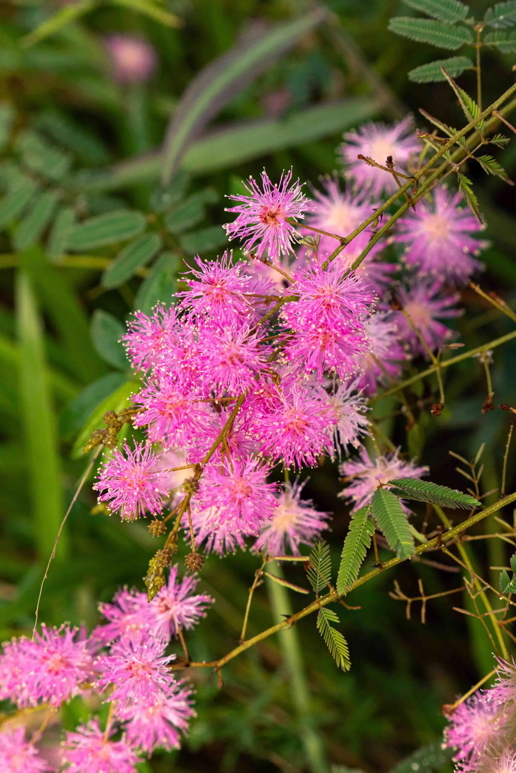 Flor rosa do Cerrado chama atenção em áreas naturais de Pirenópolis