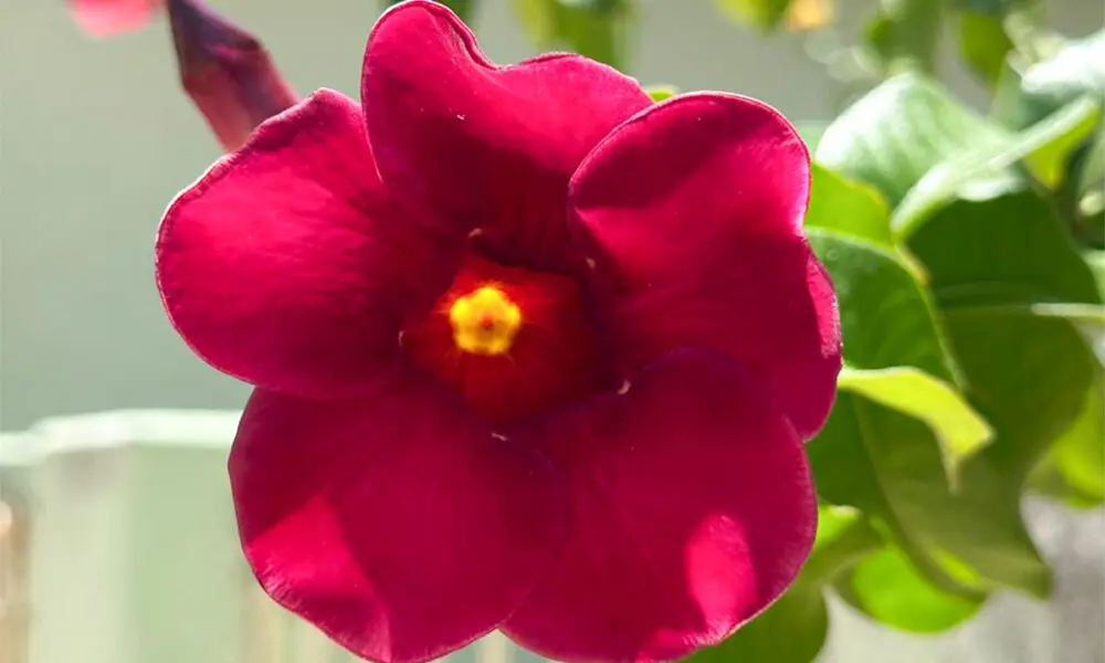 Flor vermelha floresce em Pirenópolis e destaca beleza do cotidiano