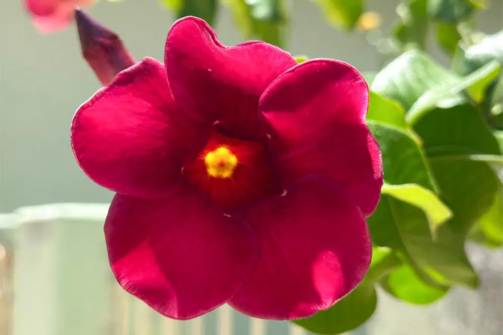 Flor vermelha floresce em Pirenópolis e destaca beleza do cotidiano