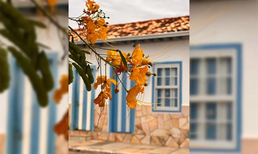 Flores do Cerrado em frente a uma casa colonial de Pirenópolis