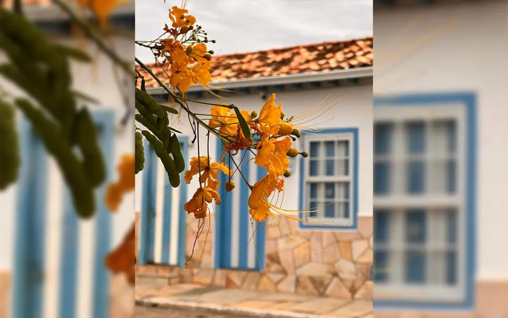 Flores do Cerrado em frente a uma casa colonial de Pirenópolis